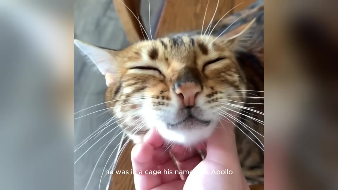 A close-up of a Bengal cat with its eyes closed, enjoying a chin scratch from a person's hand.