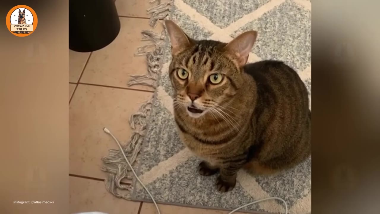 A brown tabby cat sitting on a patterned rug, looking up with its mouth slightly open as if vocalizing.