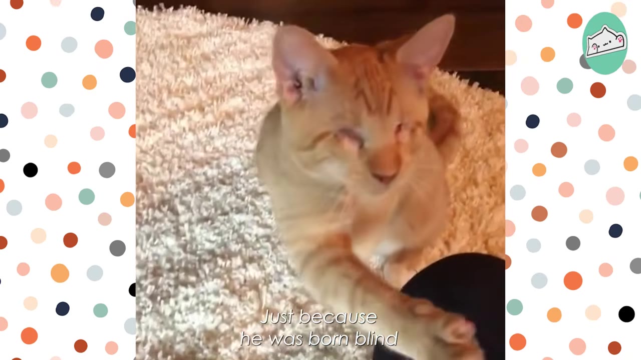 An orange tabby cat born without eyes sits on a white shag carpet.