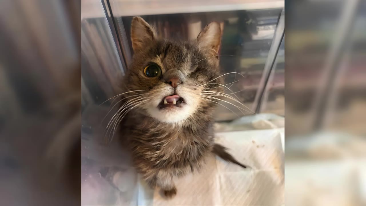 A close-up shot of a small, brown tabby cat with only one eye, looking up at the camera with its tongue slightly sticking out.