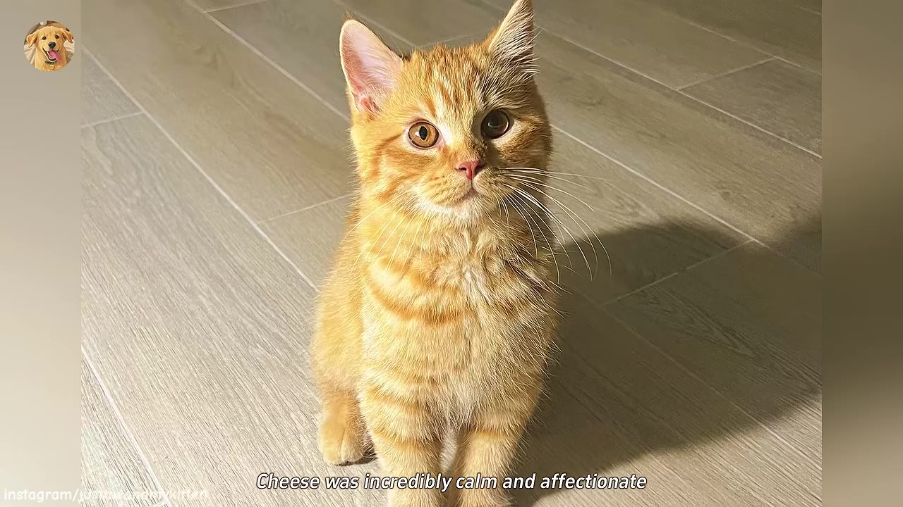 An adorable orange tabby kitten sitting on a light-colored tiled floor, looking directly at the camera with bright, curious eyes.