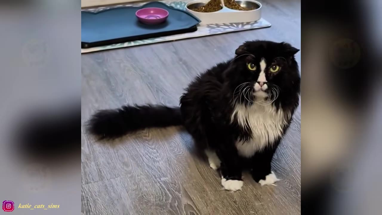 A fluffy black and white cat with a grumpy expression sits on a wooden floor near its food bowls.