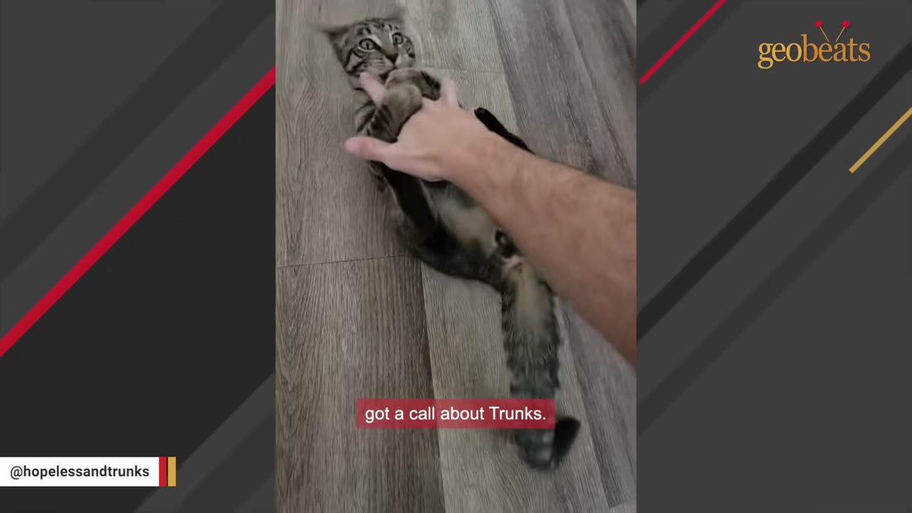 A hand gently pets a tabby cat named Trunks as he lies on his back on a wooden floor.