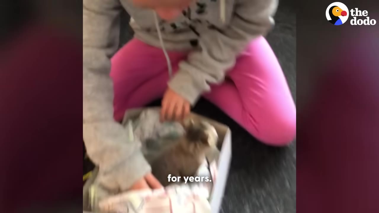 A young girl wearing pink pants and a grey hoodie sits on the floor, opening a cardboard box to reveal a small kitten inside.