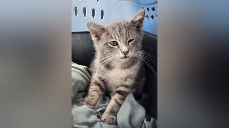 New Jersey Cat Trapped Under A Car For 800 Miles Gets The Rescue He Desperately Needed