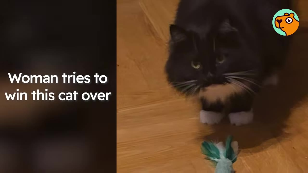 A fluffy black and white tuxedo cat with green eyes stands on a wooden floor, looking cautiously at a toy on the ground.