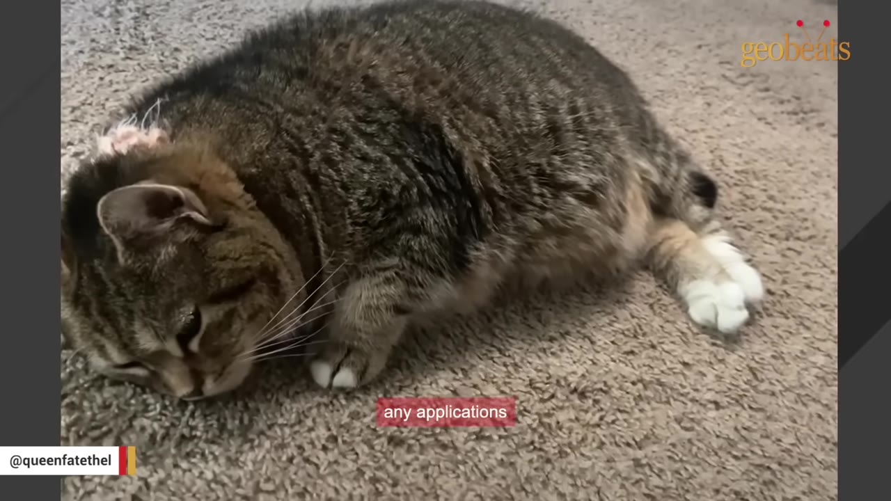 A large tabby cat lying down on a beige carpet, looking downwards.