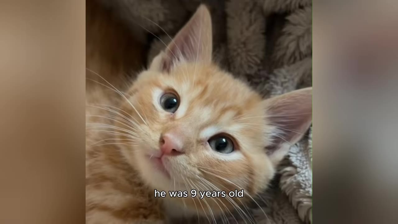 A close-up portrait of a young orange tabby cat looking directly at the camera with wide eyes.