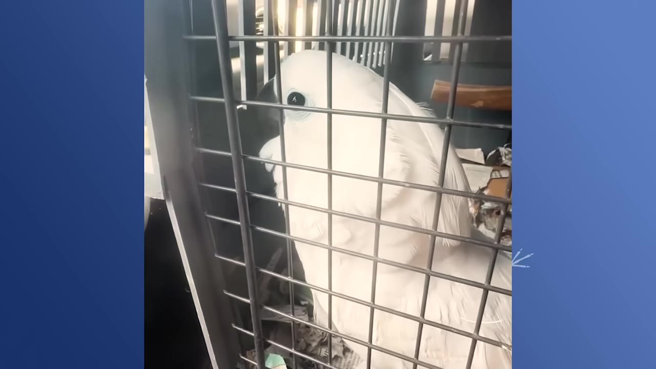A close-up of a white cockatoo looking through the bars of a metal cage.