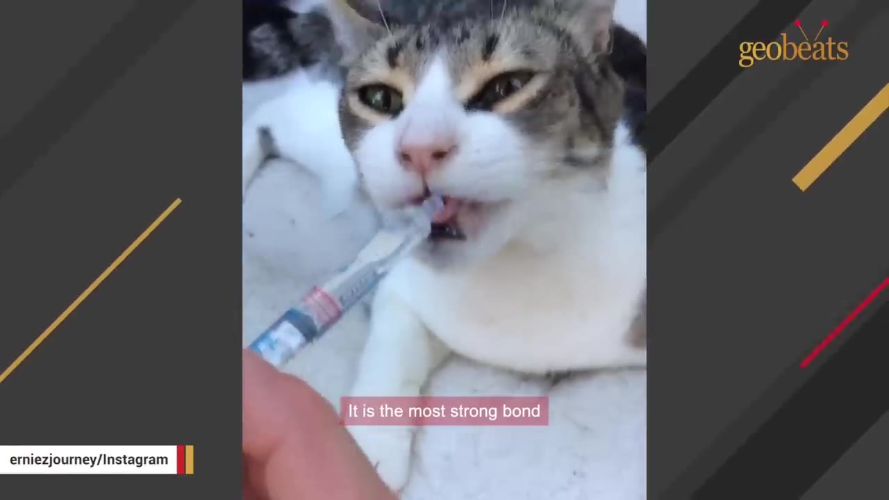 A close-up shot of a tabby and white cat licking from a syringe held by a human hand, with a caption reading 'It is the most strong bond'.