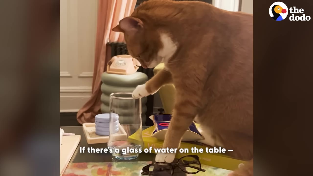 An orange and white cat reaches its white paw into a clear glass on a table.