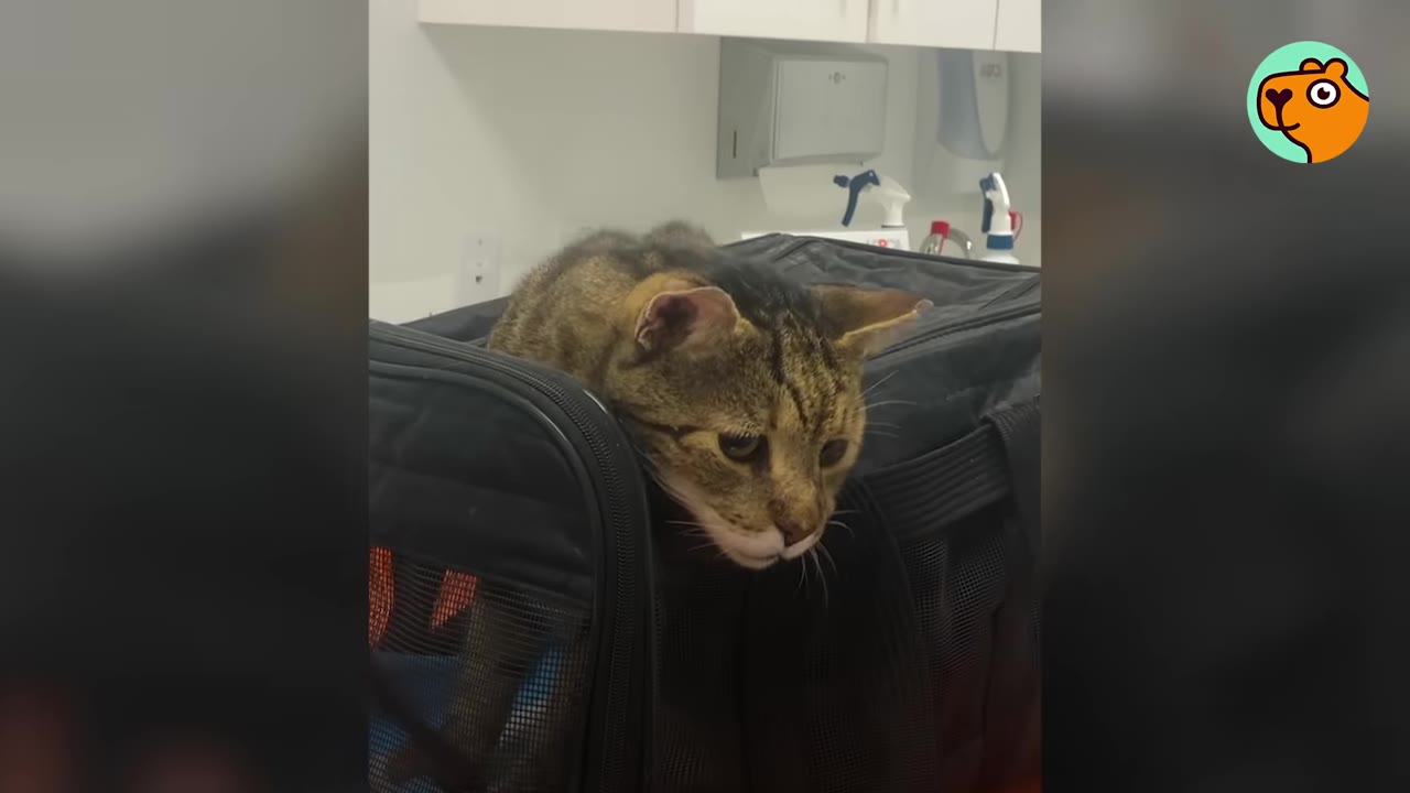 A brown tabby cat peeks its head out of a black fabric pet carrier on a counter.