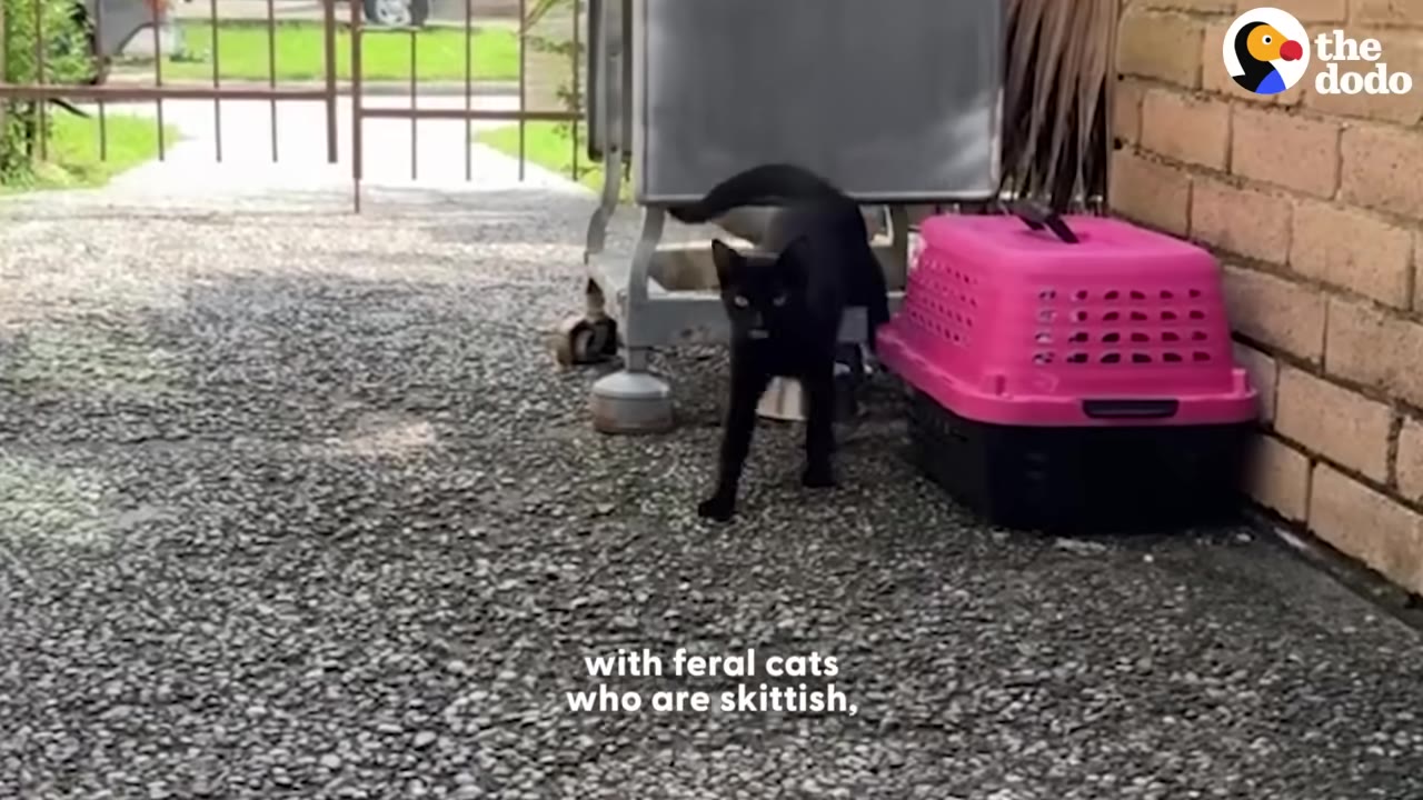 A black cat stands on a gravel driveway next to a pink pet carrier, looking towards the camera with a metal gate visible in the background.