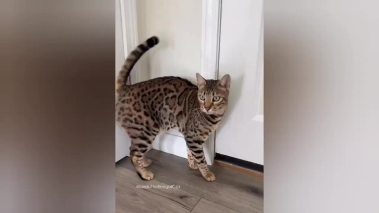 A spotted Bengal cat stands on a wooden floor near a white door, looking alertly to the side.