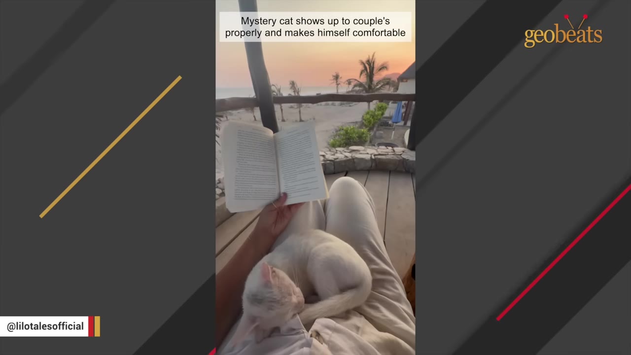 A white cat curls up on a person's lap as they read a book on a balcony overlooking a beach at sunset.