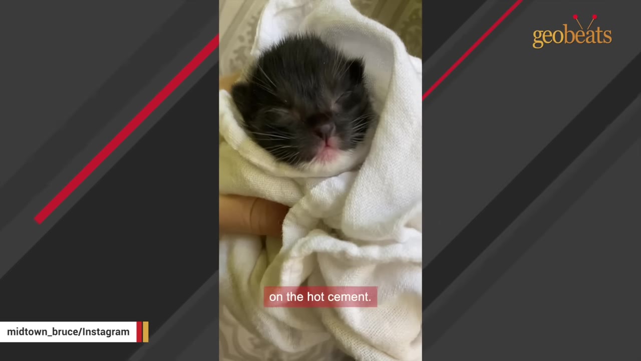 A close-up of a tiny, newborn black and white kitten wrapped snugly in a white cloth, held gently in a person's hand.