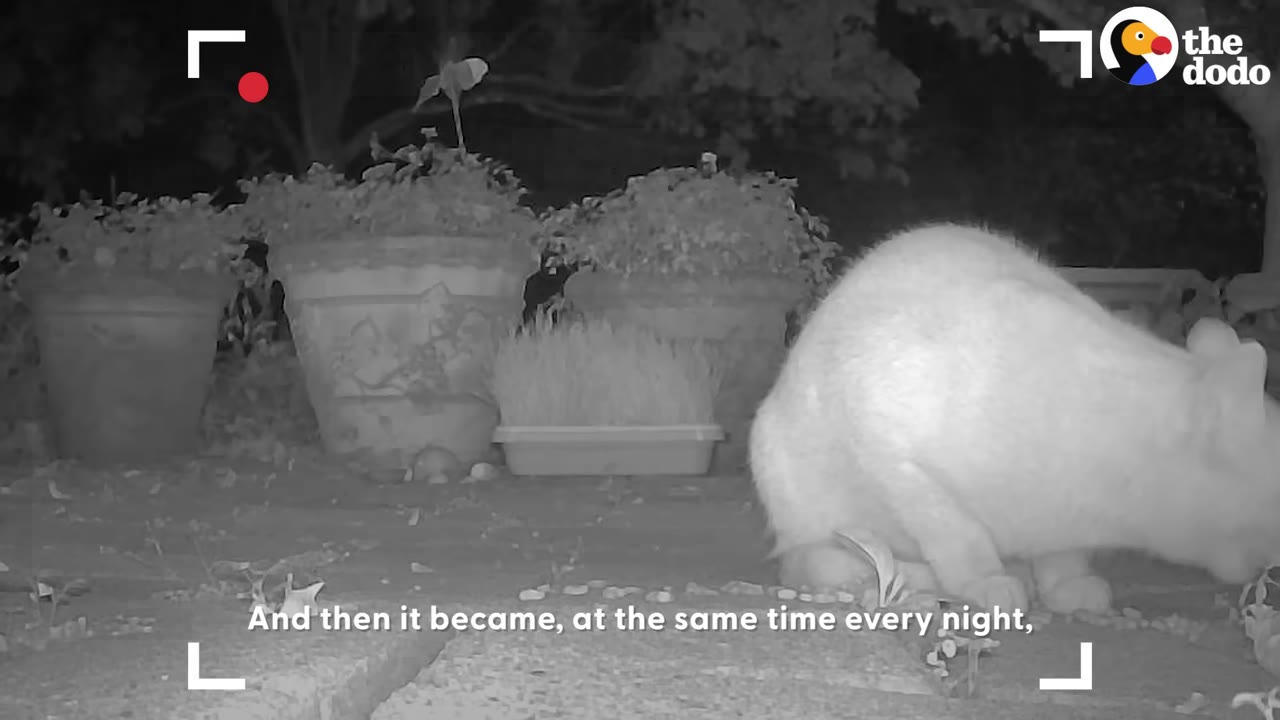 A night-vision camera capture of a light-colored cat visiting a patio at night, with potted plants in the background.