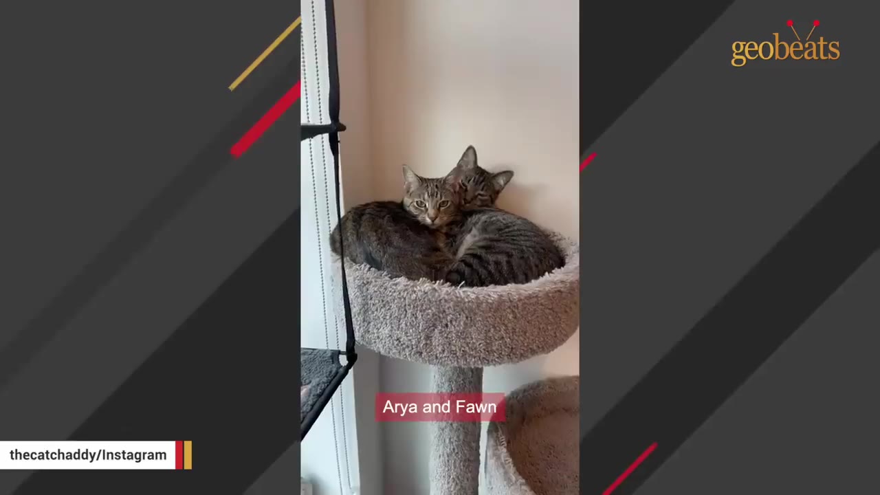 Two tabby cats, Arya and Fawn, huddle closely together inside a plush grey cat tree bed.