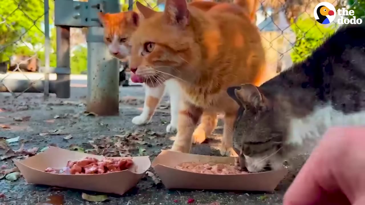 Several stray cats, including two orange tabbies and a brown-and-white tabby, eat wet food from paper trays on the ground near a chain-link fence.