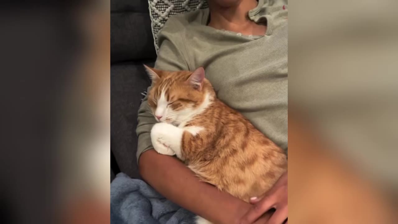 An orange and white tabby cat sleeping peacefully while being cradled in a person's arms.