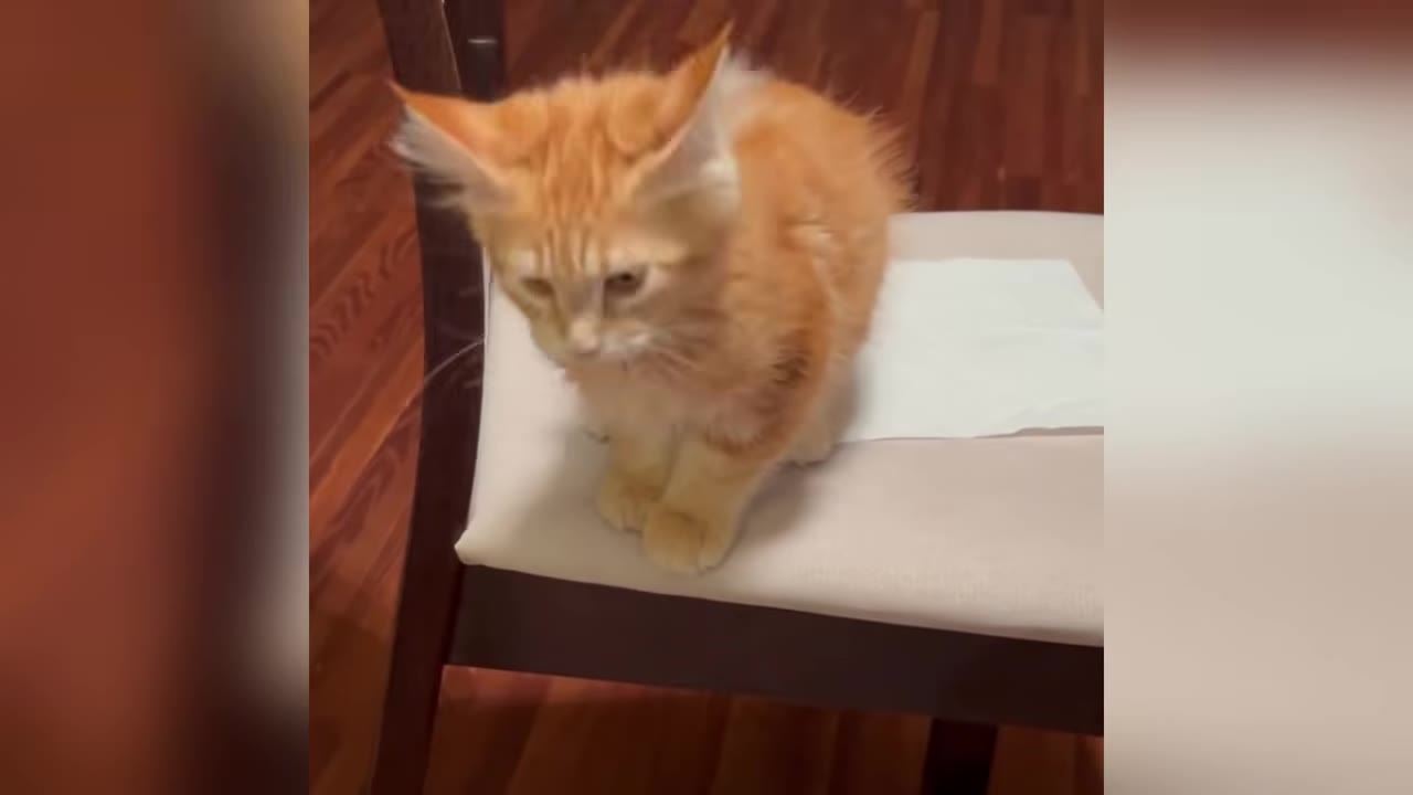 An orange, fuzzy kitten sitting on a white cushion of a wooden chair.