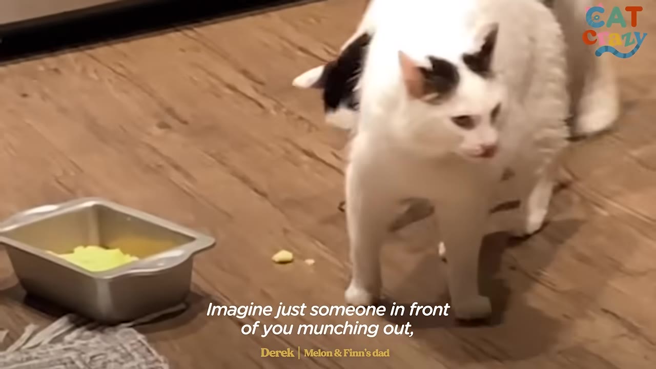 A white cat with black markings on its head stands on a wooden floor next to another cat, looking towards a small metal dish containing yellow food.