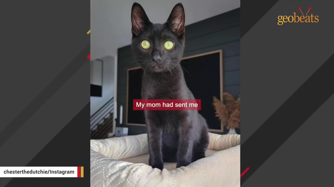 A black cat with bright green eyes sits upright in a cream-colored pet bed.