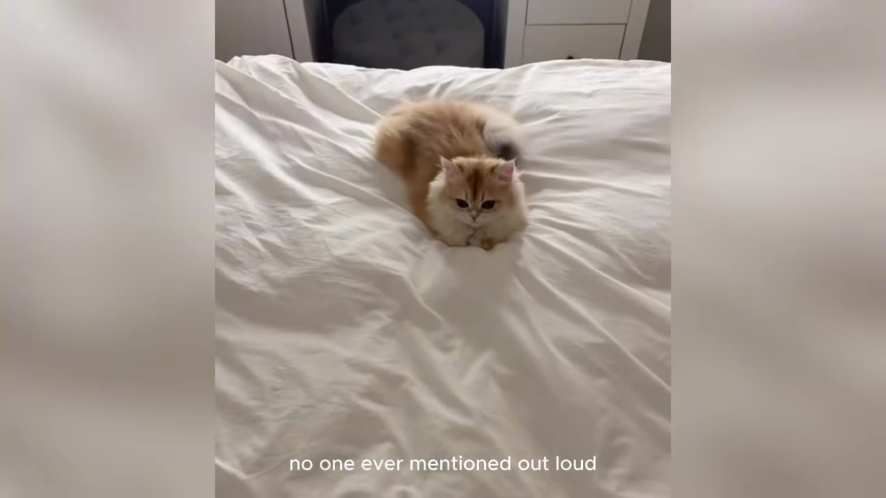 A small, fluffy orange cat sitting alone in the middle of a large bed with white sheets.