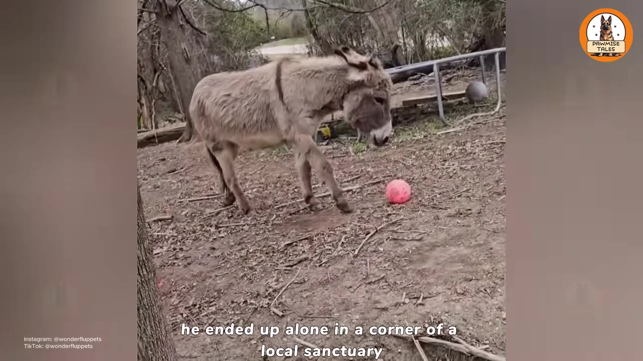 A small grey donkey stands alone in a dirt enclosure near a pink ball, looking down.
