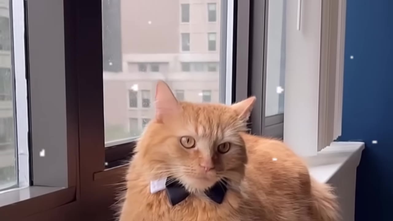 A fluffy orange cat wearing a black bow tie sits quietly on a windowsill looking directly at the camera.