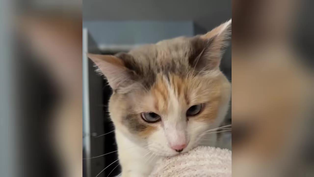 A close-up shot of a calico cat looking down with a focused, observant expression.