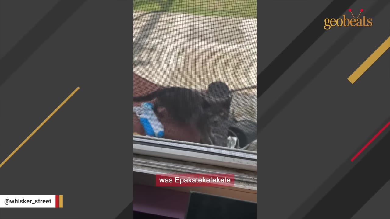 A dark-colored cat looking through a window screen from the outside.