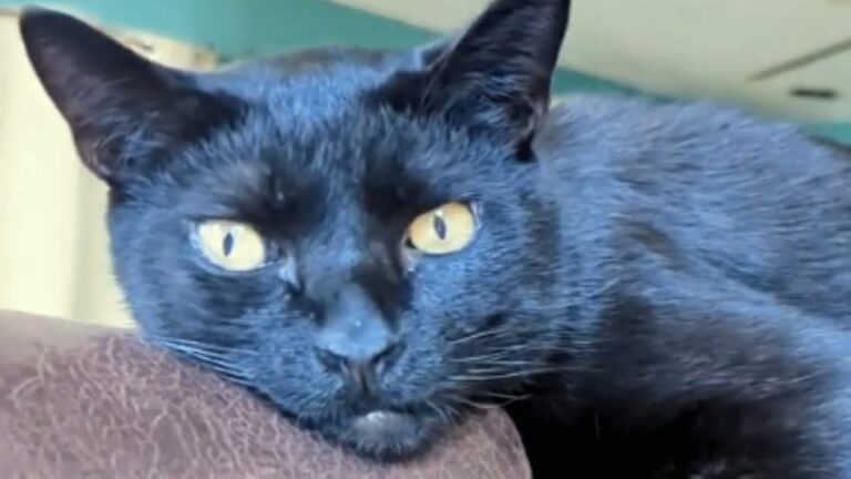California Dog Family Took In A Temporary Foster Cat, Then Discovered His Hidden Talents