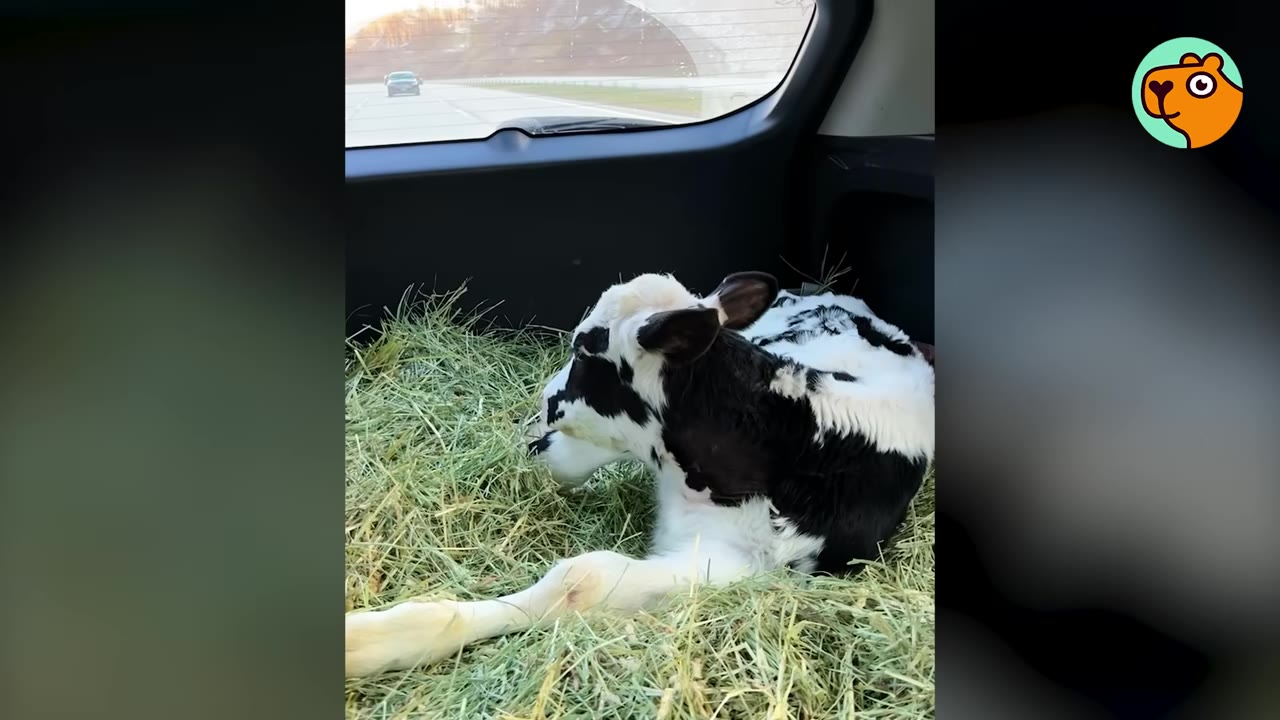 A small black and white calf lies on a bed of green hay in the back of a vehicle during transport.