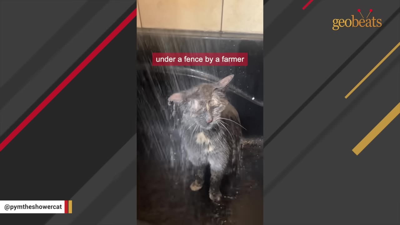 A wet, scruffy grey and brown cat stands under a stream of running water in a sink, looking down with its eyes closed.