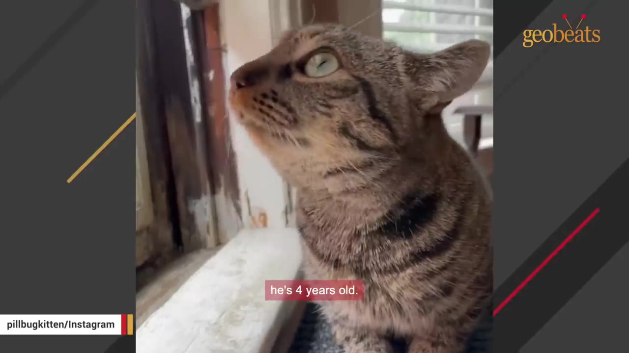 A close-up profile shot of a tabby cat named Pill Bug looking upwards, with a text overlay that reads 'he's 4 years old.'