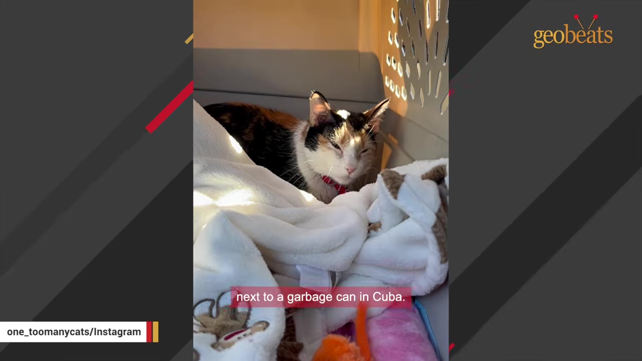 A calico cat sits inside a pet carrier with white blankets, with a subtitle reading 'next to a garbage can in Cuba.'