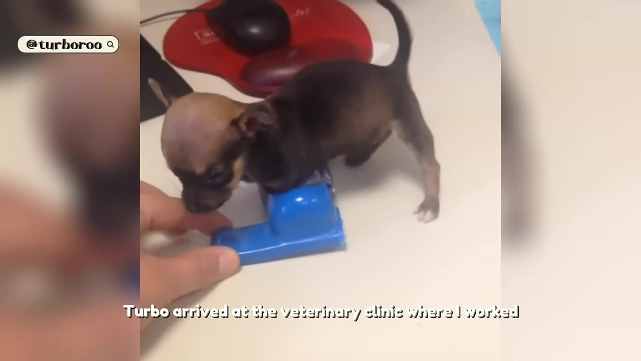 A tiny, young Chihuahua puppy stands on a desk next to a computer mouse, with its front legs resting on a small blue plastic toy as a person's finger gently touches its chin.