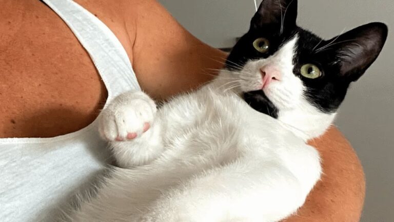 Illinois Man Said ‘Absolutely Not’ To Adopting A Cat, But A Rescued Kitten’s 3 AM Routine Changed Everything