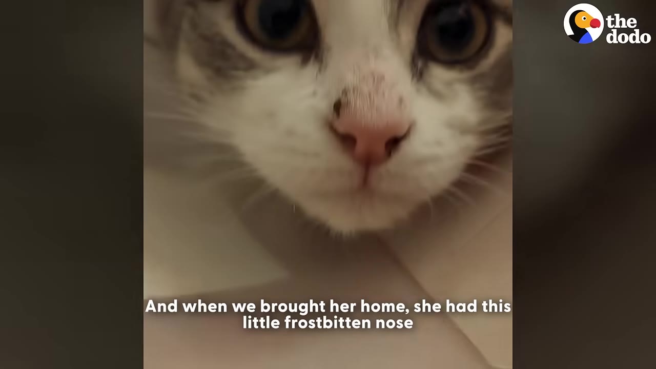 A close-up of a domestic cat's face, highlighting its pink nose with a small dark spot from frostbite.