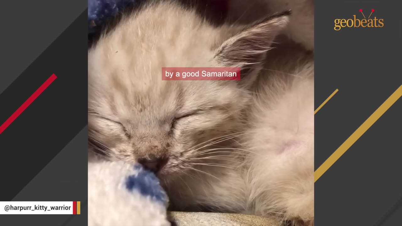 A close-up of a tiny, sleeping light-colored kitten curled up in a blanket.