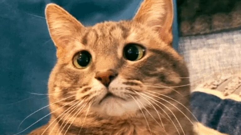 Michigan Cat Survived The Streets, But Her Crossed Eyes Revealed A Different Kind Of Magic