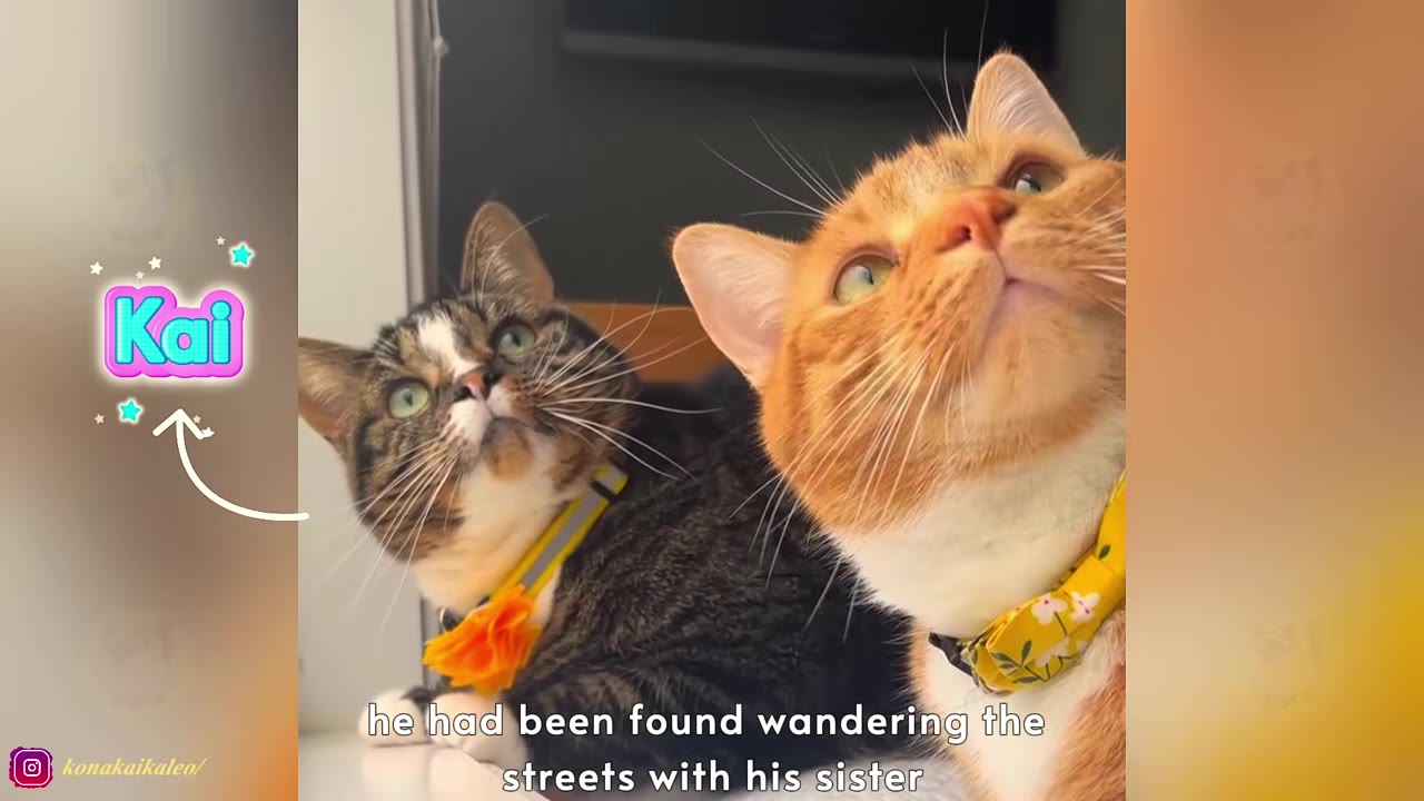 An orange and white cat and a tabby cat look upwards side-by-side, with a graphic label pointing to the tabby cat that reads 'Kai'.