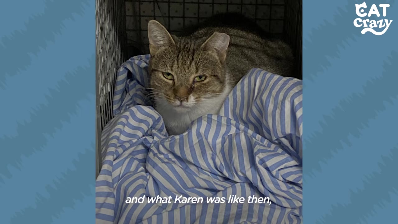 A brown and white tabby cat with a tipped ear sits inside a wire cage on a blue and white striped blanket, looking directly at the camera with a serious expression.