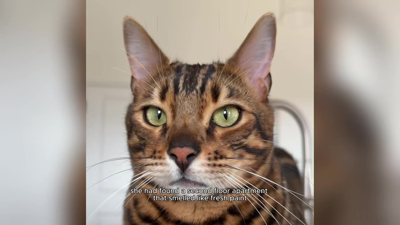 A close-up portrait of a Bengal cat with striking green eyes looking directly at the camera.