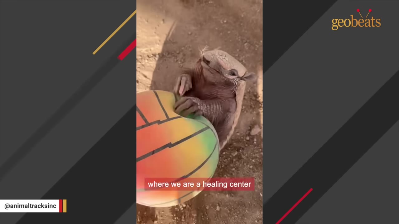 An armadillo holds onto a colorful striped ball on the ground.
