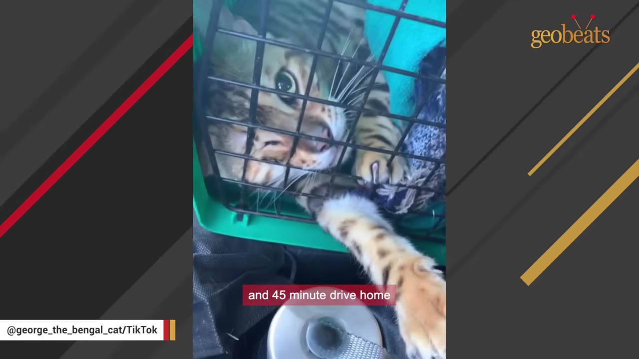 A Bengal cat with wide eyes looks out from inside a green pet carrier, reaching one spotted paw through the metal grate.