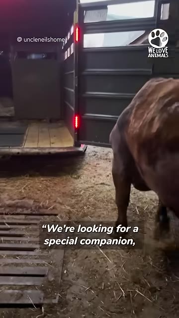 A brown cow steps out of the back of a black transport trailer onto the ground.