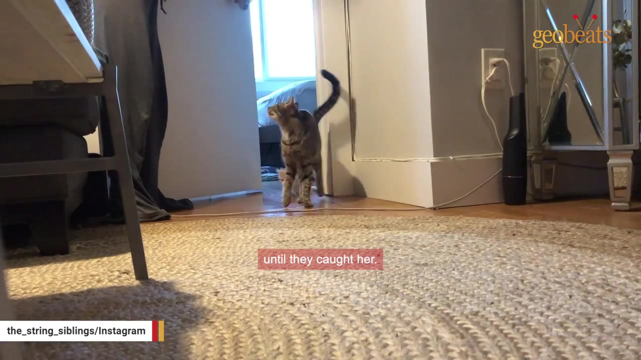 A tabby cat walks through an open doorway into a room with a woven rug.
