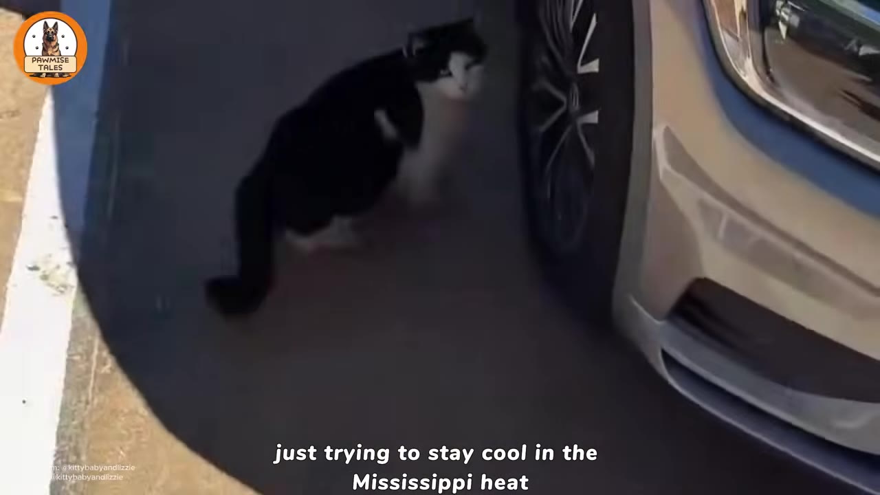A black and white stray cat stands in the shade next to a car tire in a parking lot.